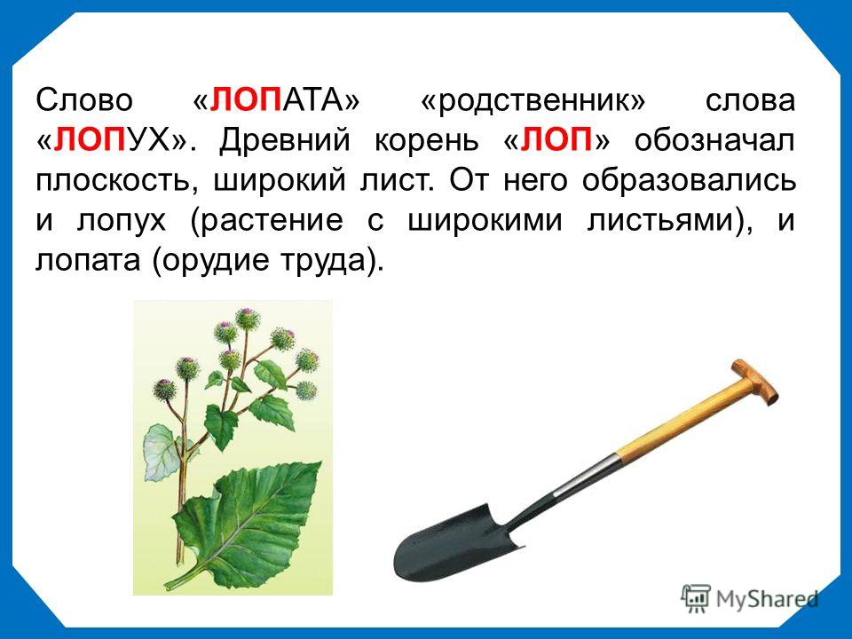 Листьев корень слова. Лопата и лопух. Корни лопата. Этимология слова лопата. От чего произошло слово лопата.