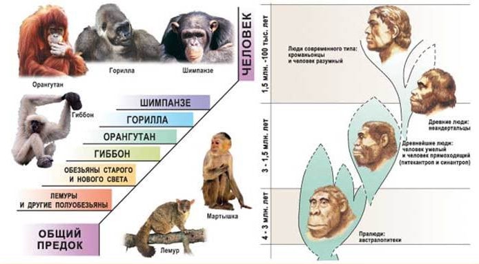 Этапы эволюции человека