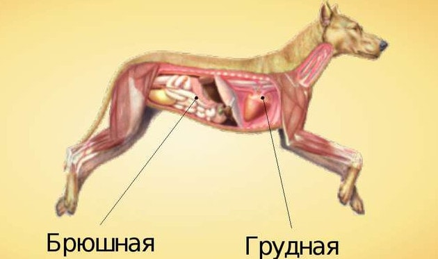 Полости тела собаки