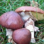 Особенности грибов и строение их клеток
