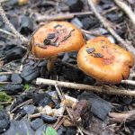 Особенности грибов и строение их клеток
