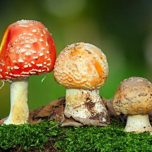 Царство грибов: мифы и реальность