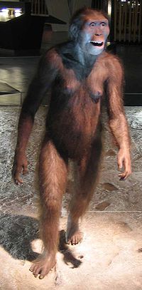 A.afarensis.jpg