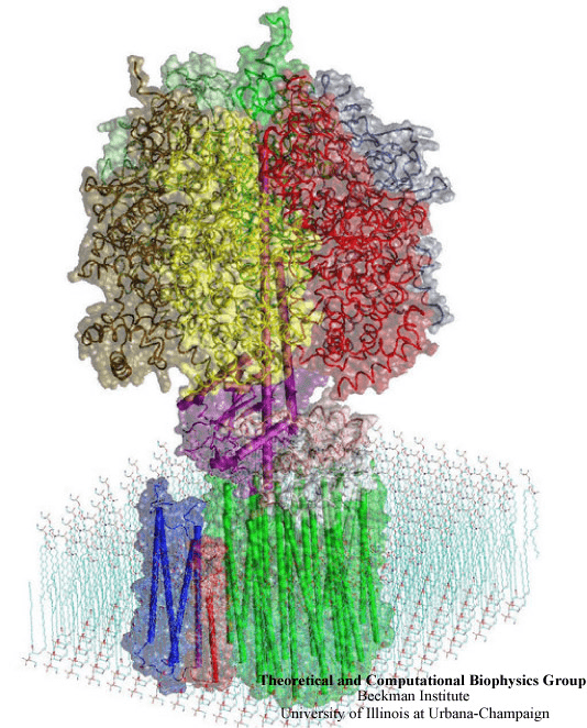 Пространственная структура АТФ-синтазы