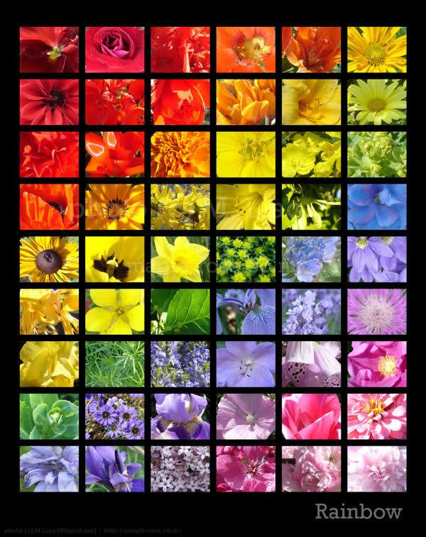 Радужное сочетание цветов, фото № 40