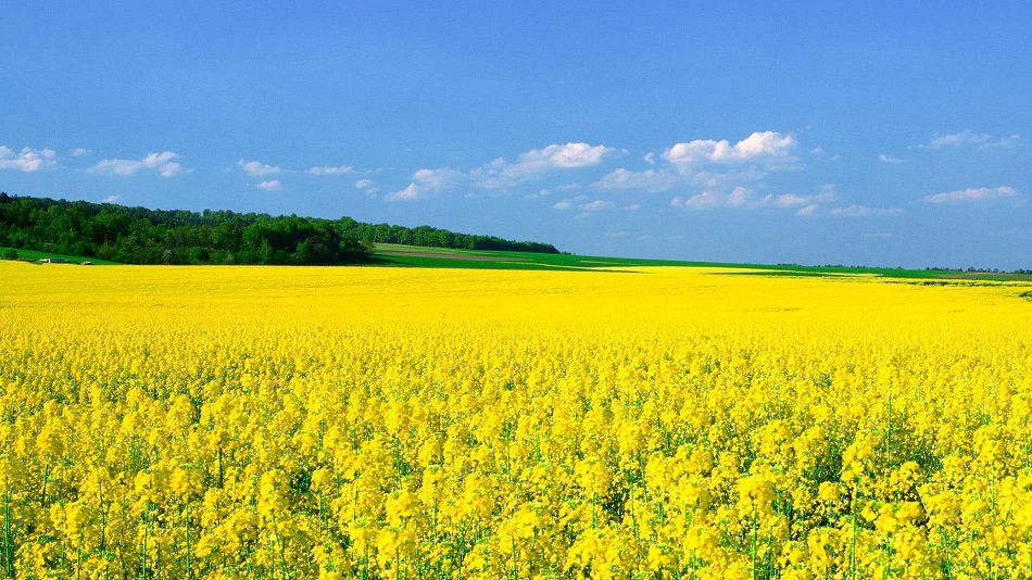 Фотографии в поле с желтыми цветами