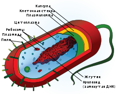 Прокариоты