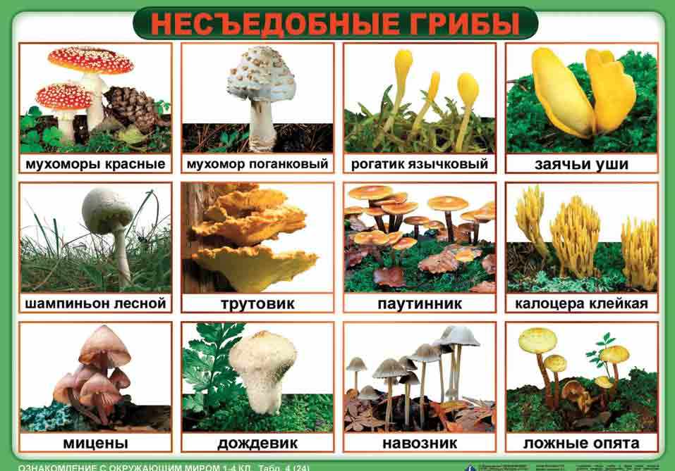 Картинки несъедобных грибов для детей с названиями   сборка (14)