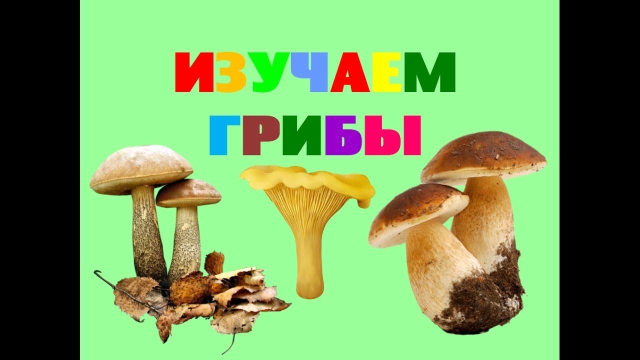 Картинки несъедобных грибов для детей с названиями   сборка (25)