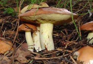 Съедобные грибы   фото с названиями для детей (13)