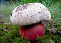 Съедобные грибы   фото с названиями для детей (15)