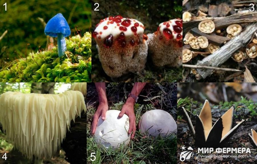 Съедобные грибы   фото с названиями для детей (17)