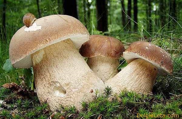 Съедобные грибы   фото с названиями для детей (18)