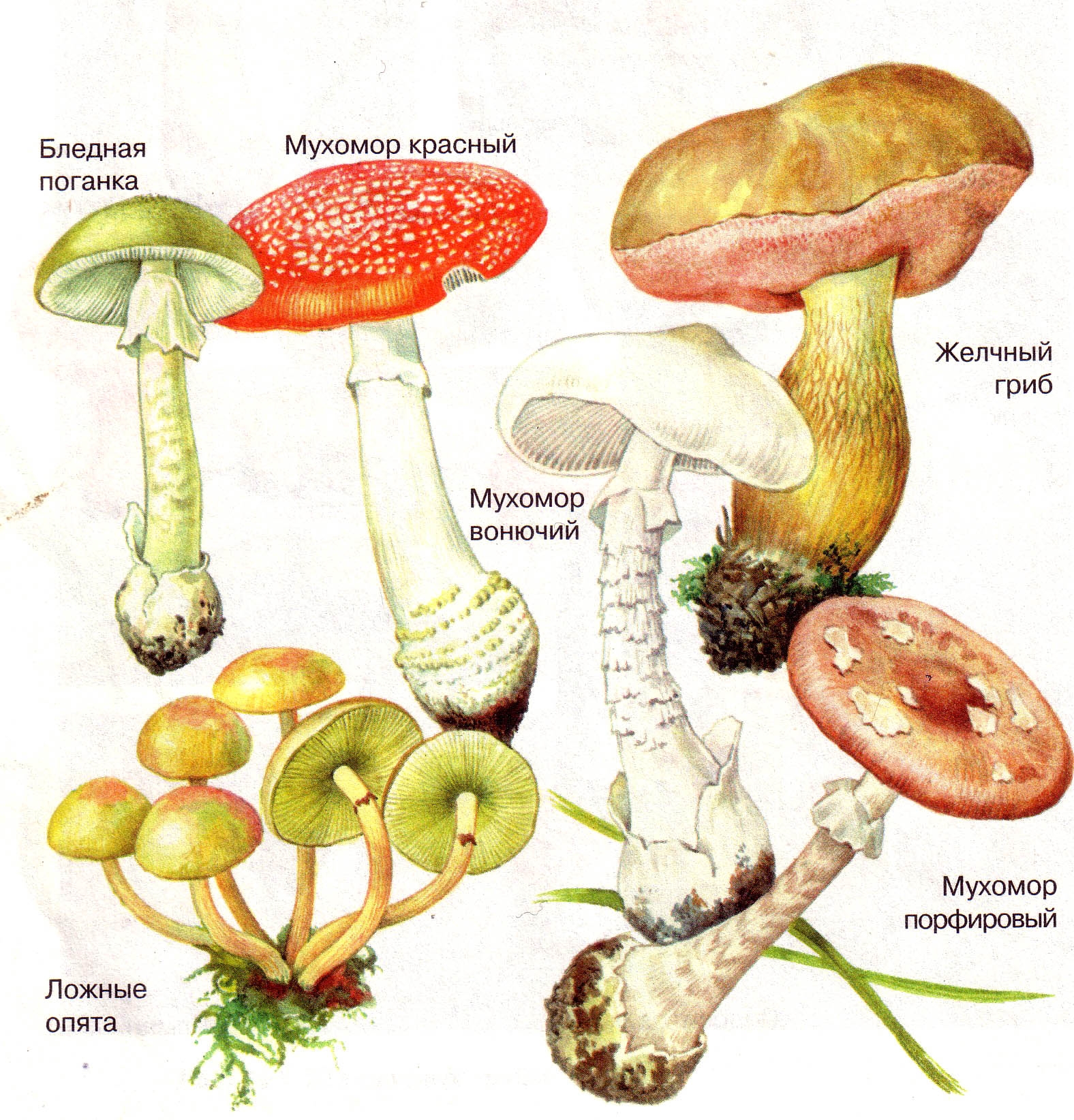 Съедобные грибы   фото с названиями для детей (2)