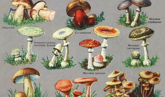 Съедобные грибы   фото с названиями для детей (20)