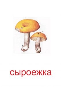Съедобные грибы   фото с названиями для детей (25)