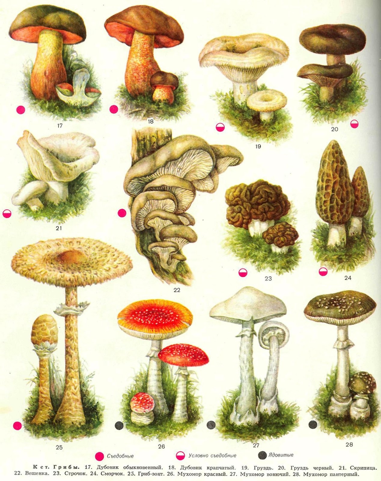 Съедобные грибы   фото с названиями для детей (26)