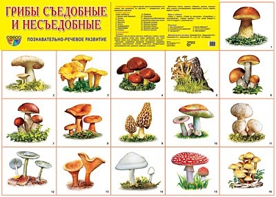 Съедобные грибы   фото с названиями для детей (30)