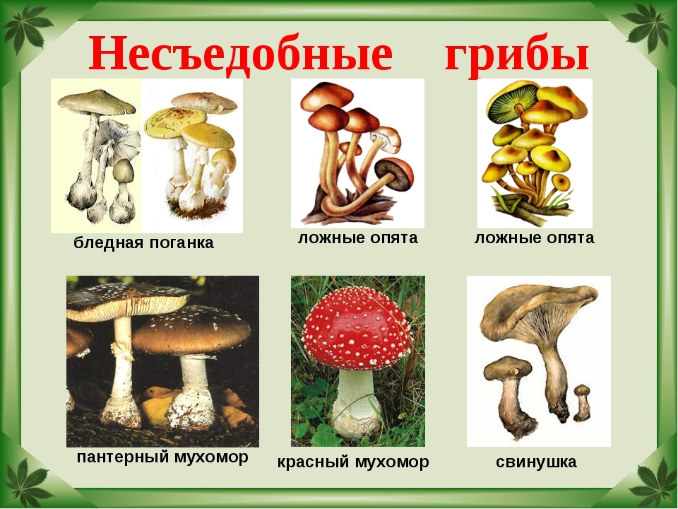 Съедобные грибы   фото с названиями для детей (6)