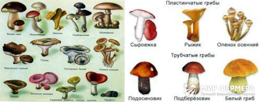 Съедобные грибы   фото с названиями для детей (8)