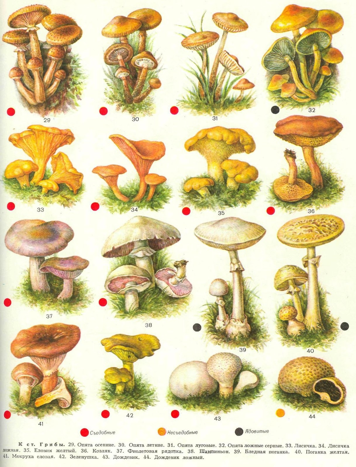 Съедобные грибы   фото с названиями для детей (9)