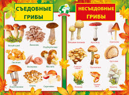 Съедобные и несъедобные грибы   карточки для детей (12)