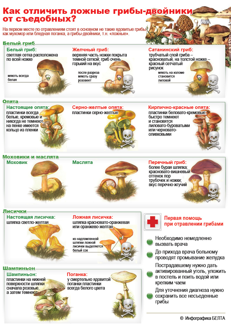 Съедобные и несъедобные грибы   карточки для детей (19)