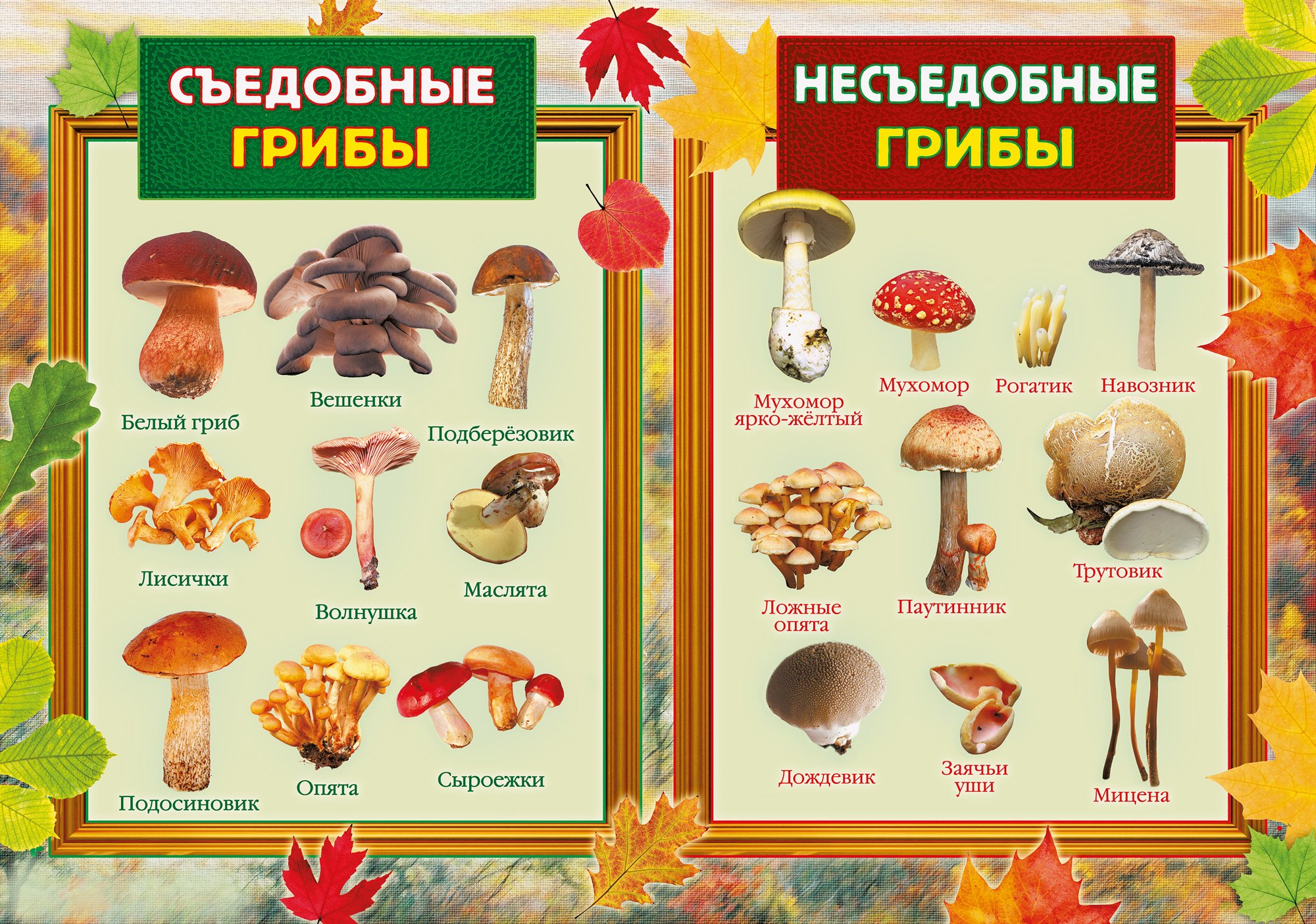 Съедобные и несъедобные грибы   карточки для детей (2)
