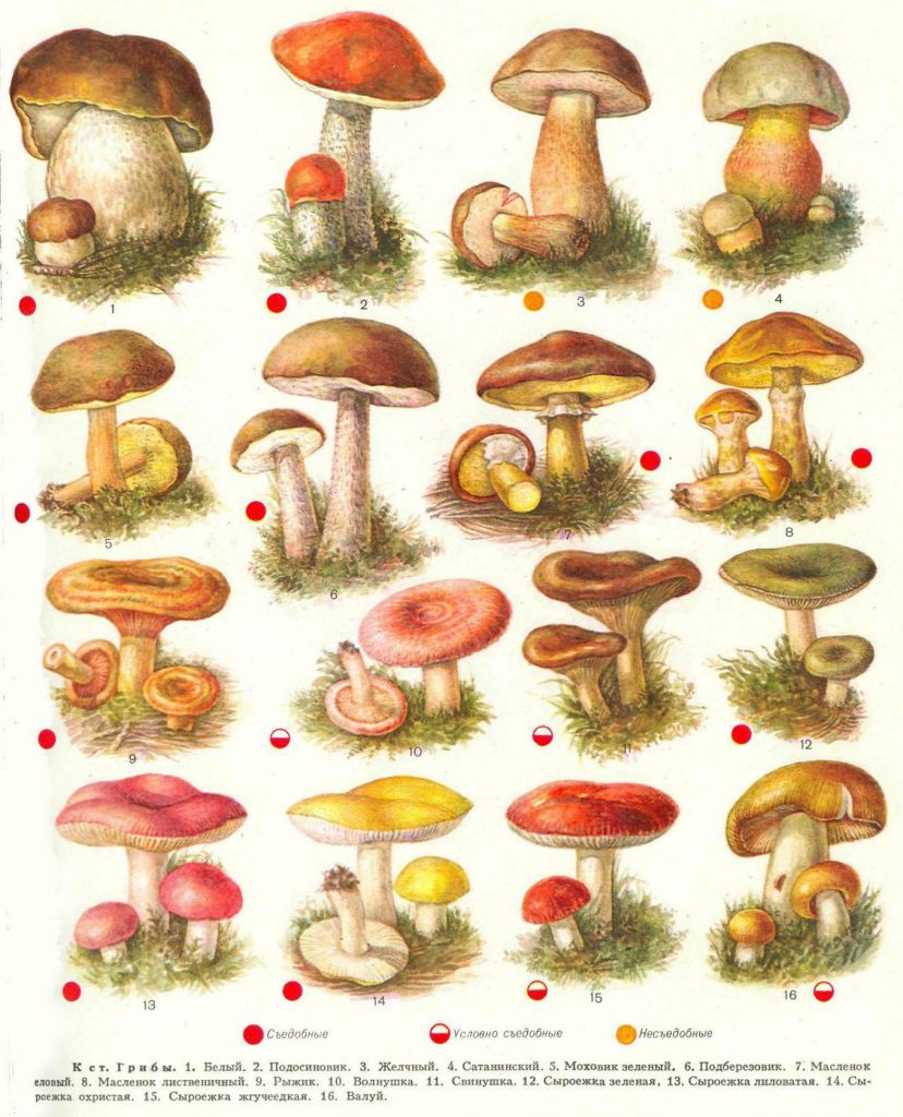 Съедобные и несъедобные грибы   карточки для детей (4)
