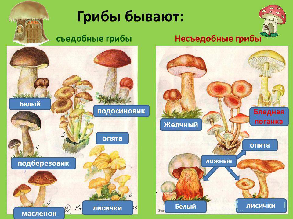 Съедобные и несъедобные грибы   карточки для детей (5)