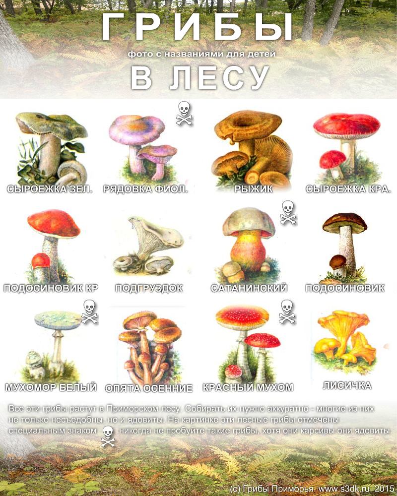 Съедобные и несъедобные грибы   карточки для детей (8)