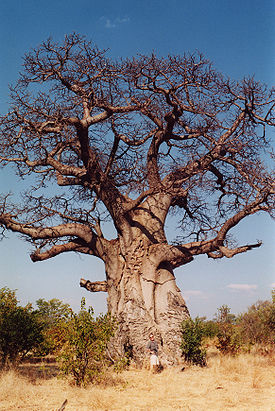 275px-Baobob_tree.jpg