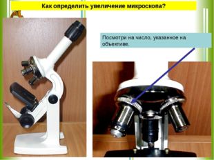 Как определить увеличение микроскопа? Посмотри на число, указанное на объекти