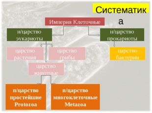 Систематика Империя Клеточные н/царство эукариоты н/царство прокариоты царств
