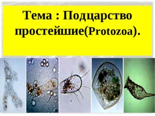 Тема : Подцарство простейшие(Protozoa). 