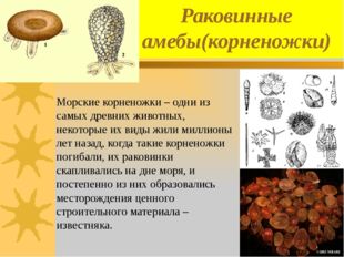 Раковинные амебы(корненожки) Морские корненожки – одни из самых древних живот