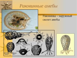 Раковинные амебы Раковинка – наружный скелет амебы 