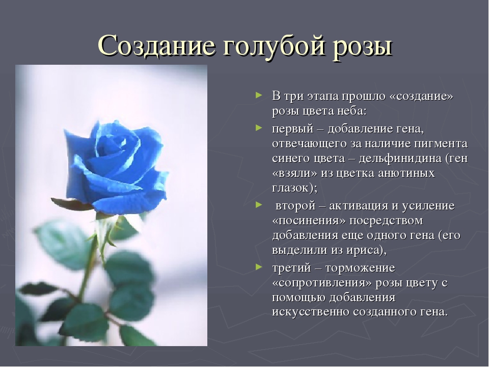 Синие цветы на языке цветов. Синие розы символ чего. Описание розы синия.