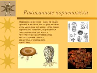 Раковинные корненожки Морские корненожки – одни из самых древних животных, не