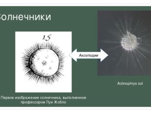 Солнечники Actinophrys sol Первое изображение солнечника, выполненное професс