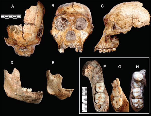 Australopithecus sediba. A–C — череп молодой особи, D, F — ее же нижняя челюсть, H — зубы верхней челюсти, E, G — нижняя челюсть взрослой особи. Изображение из обсуждаемой статьи Berger et al.