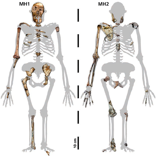 Australopithecus sediba. Слева — скелет мальчика, справа — взрослой женщины. Найденные кости показаны на фоне идеализированного контура скелета A. africanus с немного измененными (для лучшего соответствия найденным костям) пропорциями. Мальчику было, по человеческим меркам, 12–13 лет (это определили по состоянию коренных зубов). Изображение из обсуждаемой статьи Berger et al.