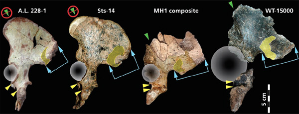 Строение таза, слева направо: A. afarensis, A. africanus, A. sediba, H. erectus. Кругами обозначено положение тазобедренного сустава. Изображение из обсуждаемой статьи Berger et al.
