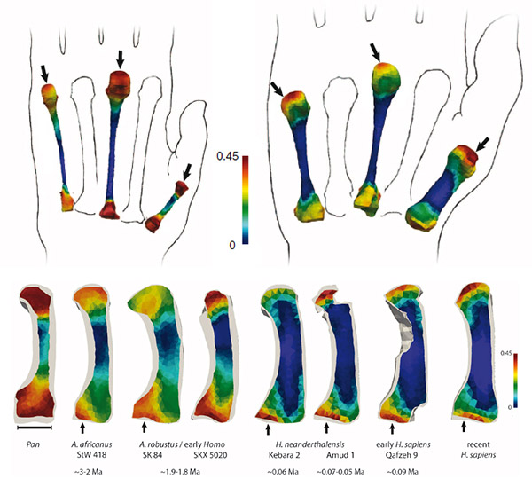 Рис. 2. Распределение губчатой костной ткани в пястных косточках