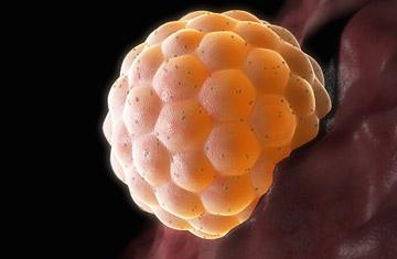 как происходит оплодотворение яйцеклетки