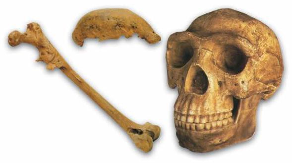 питекантроп неандерталец