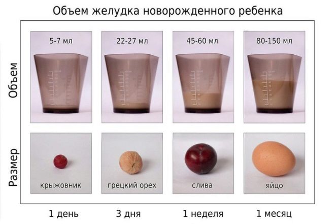 размеры желудка новорожденного