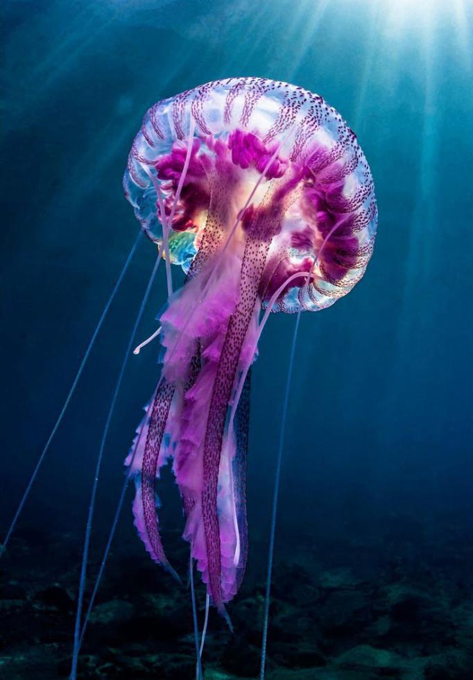 Медуза - тип кишечнополостные
