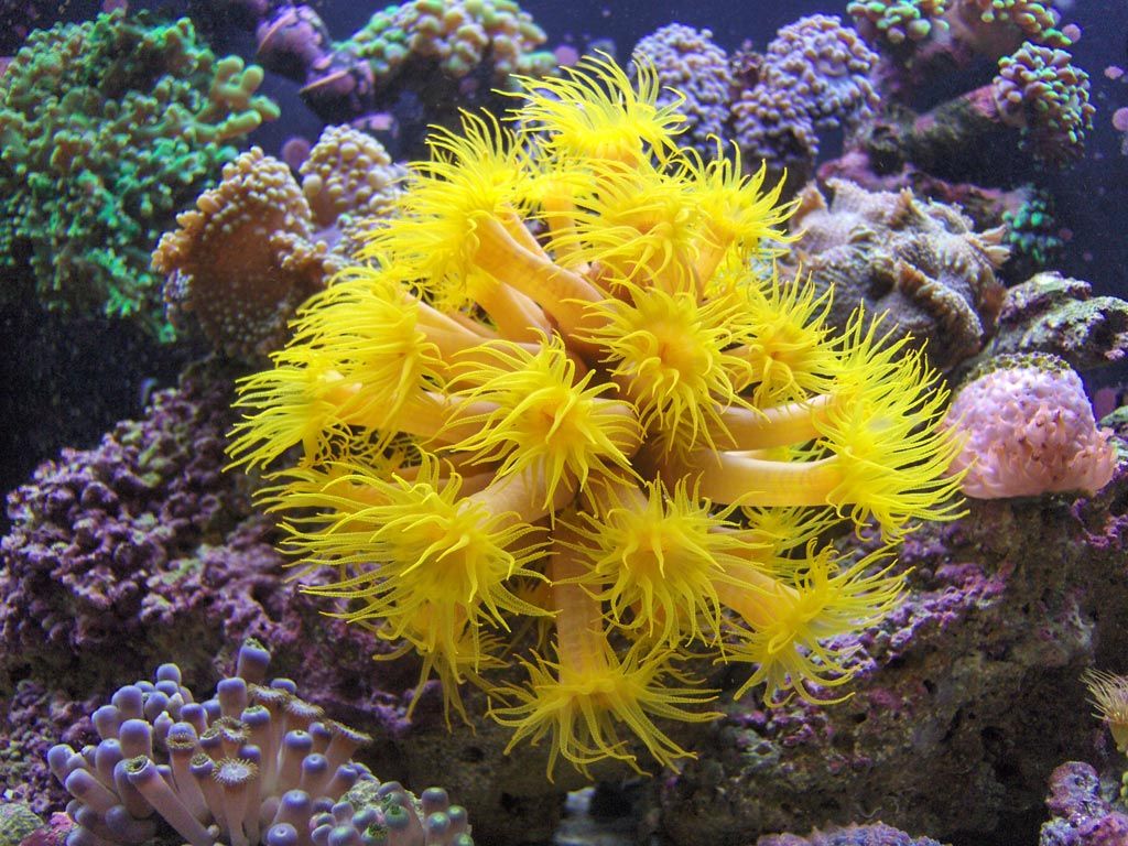 Тип кишечнополостных, кораллы