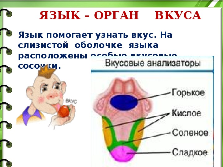 Презентация орган вкуса 9 класс 8 вид